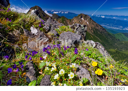 Alpine plant communities on Mt. Yokodake in the Yatsugatake Mountain Range, Mt. Akadake, Mt. Amida, the Southern Alps, and the Central Alps Alpine plant communities on Mt. Yokodake in the Yatsugatake Mountain Range, Mt. Akadake, Mt. Amida, the Southern Alps, and the Central Alps 135193923