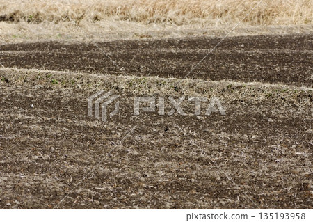 Winter rice field Winter rice field 135193958