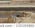 Winter rice field 135193960