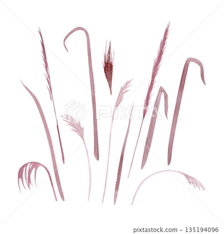 Watercolor sea grass set multiple airy stems, organic shapes isolated on white. Versatile botanical elements for coastal design, wedding stationery, patterns, modern branding. Hand-painted blush tones 135194096