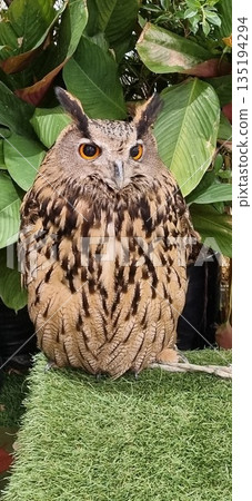 Majestic Eurasian eagle-owl with striking orange eyes perched on green grass. Close-up portrait of predatory bird featuring detailed brown feathers and ear tufts against tropical leaves. Majestic Eurasian eagle-owl with striking orange eyes perched on green grass. Close-up portrait of predatory bird featuring detailed brown feathers and ear tufts against tropical leaves. 135194294