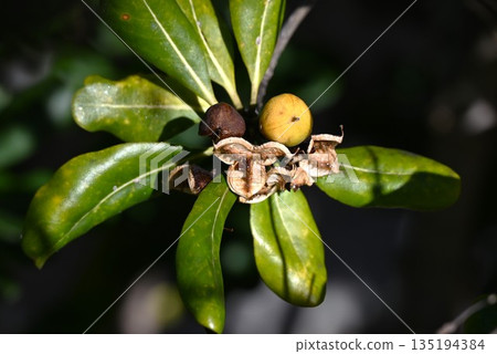 Pittosporum tobira flowers and fruits 135194384