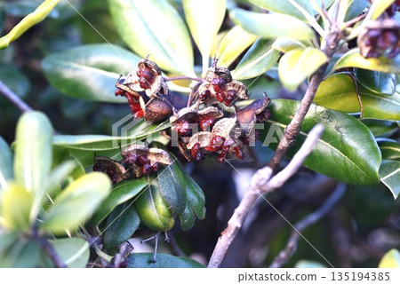 海桐(Pittosporum tobira)的花和果實 海桐(Pittosporum tobira)的花和果實 135194385