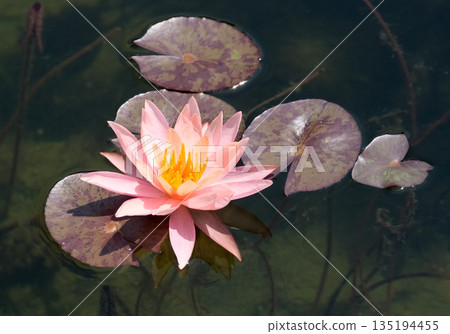Blooming nymphea closeup (Lat. - nymphaea) Blooming nymphea closeup (Lat. - nymphaea) 135194455