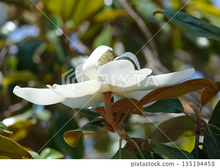 Magnolia grandiflora (lat. Magnolia grandiflora) 135194458