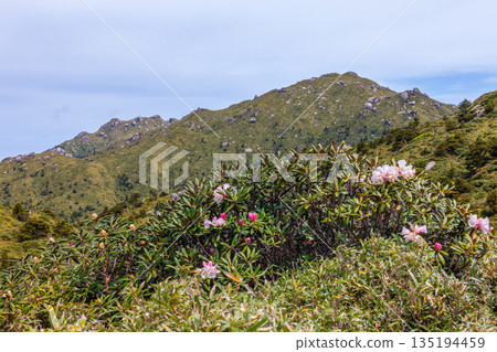 Yakushima Island: Yakushima rhododendrons and Mt. Miyanoura (Spring) Yakushima Island: Yakushima rhododendrons and Mt. Miyanoura (Spring) 135194459