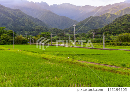 長田山和稻田屋久島，神靈居住的島嶼（春季） 135194505