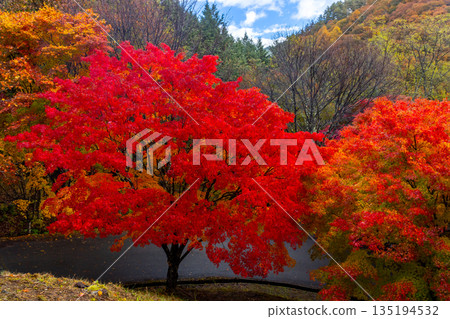 長野縣上名郡箕輪町東之輪-著名的賞楓勝地:紅葉湖(箕輪水壩)與「楓樹隧道」盡頭的鮮豔紅色 長野縣上名郡箕輪町東之輪-著名的賞楓勝地:紅葉湖(箕輪水壩)與「楓樹隧道」盡頭的鮮豔紅色 135194532