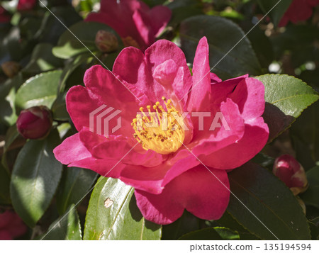 Vivid camellia flowers shining in the winter sunshine Vivid camellia flowers shining in the winter sunshine 135194594