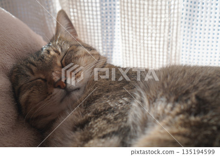 Sleeping Kijitora 135194599