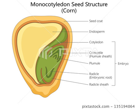 Monocotyledon seed structure diagram of corn 135194864
