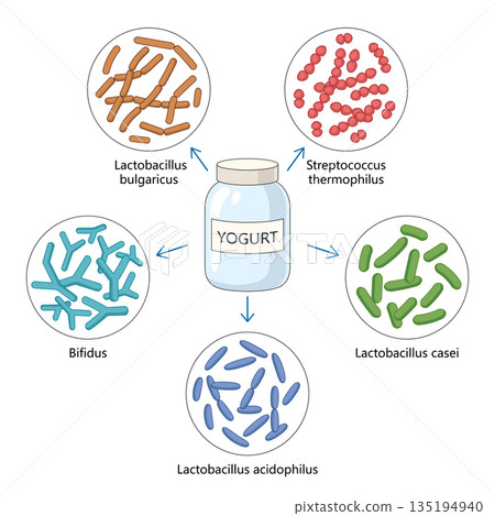 Yogurt Bacteria Types and Their Roles Illustrated Yogurt Bacteria Types and Their Roles Illustrated 135194940