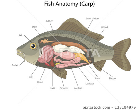 Internal Anatomy of a Carp Fish Illustrated 135194979