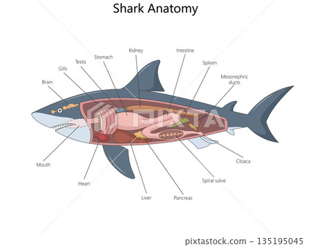 Shark Anatomy Diagram with Internal Organs Labeled 135195045