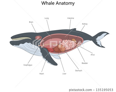 Whale Anatomy Diagram with Internal Organs Labeled 135195053