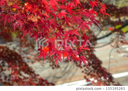 秋葉特寫和背景 135195263