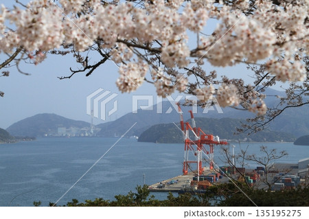 Scenery with cherry blossoms Scenery with cherry blossoms 135195275
