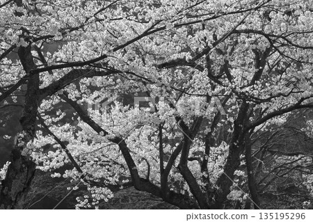 櫻花盛開 櫻花盛開 135195296