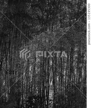  Bamboo grove 135195300