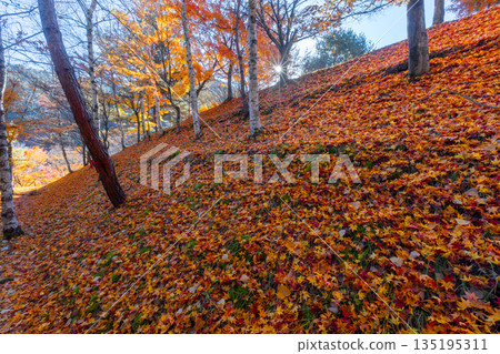 Maple trees and falling autumn leaves on the slope of Suehiro Square at Momiji Lake (Minowa Dam), a famous autumn foliage spot in Higashiminowa, Minowa Town, Kamiina District, Nagano Prefecture 135195311