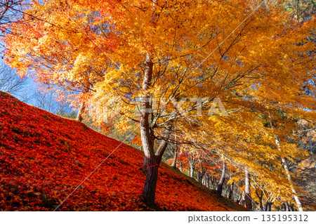 Maple trees and falling autumn leaves on the slope of Suehiro Square at Momiji Lake (Minowa Dam), a famous autumn foliage spot in Higashiminowa, Minowa Town, Kamiina District, Nagano Prefecture 135195312