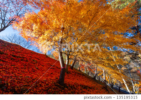 Maple trees and falling autumn leaves on the slope of Suehiro Square at Momiji Lake (Minowa Dam), a famous autumn foliage spot in Higashiminowa, Minowa Town, Kamiina District, Nagano Prefecture Maple trees and falling autumn leaves on the slope of Suehiro Square at Momiji Lake (Minowa Dam), a famous autumn foliage spot in Higashiminowa, Minowa Town, Kamiina District, Nagano Prefecture 135195315