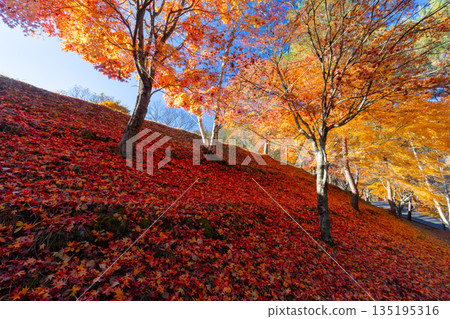 Maple trees and falling autumn leaves on the slope of Suehiro Square at Momiji Lake (Minowa Dam), a famous autumn foliage spot in Higashiminowa, Minowa Town, Kamiina District, Nagano Prefecture Maple trees and falling autumn leaves on the slope of Suehiro Square at Momiji Lake (Minowa Dam), a famous autumn foliage spot in Higashiminowa, Minowa Town, Kamiina District, Nagano Prefecture 135195316