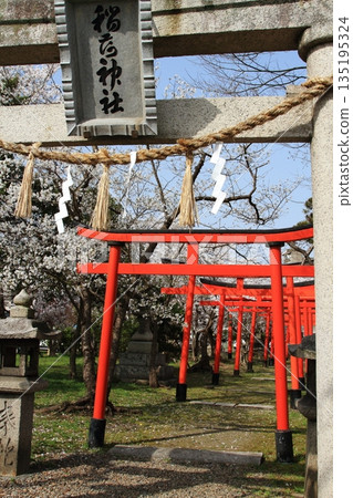 Torii in the precincts of a shrine 135195324