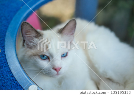 Cute, 6 months old Ragdoll cat in clear bowl on cat tree 135195333