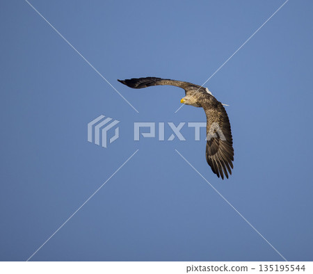 White-tailed eagle flies resolutely against the blue sky 135195544