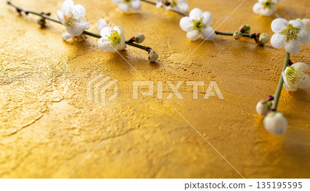 Plum background material texture white copy space Plum background material texture white copy space 135195595