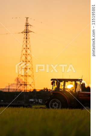 【農舍景色】夕陽西下，稻田綿延不絕。 135195801