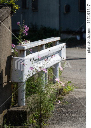 [Cosmos] Cosmos blooming along the roadside guardrail - Light and Shadow 135195847