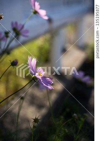 [Cosmos] Cosmos blooming along the roadside guardrail - Light and Shadow 135195877