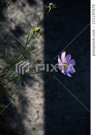 [Cosmos] Cosmos blooming along the roadside guardrail - Light and Shadow 135195878