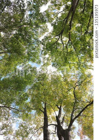 Nature Plants Zelkova, late October. Zelkova forest starting to turn a little color. Nature Plants Zelkova, late October. Zelkova forest starting to turn a little color. 135195973