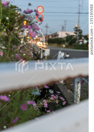 [Cosmos] Cosmos blooming on the roadside_Light and shadow_Snap 135195988
