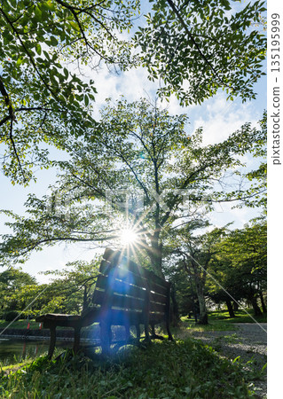 [鶴岡公園] 夏日綠意與陽光透過樹木灑下_長椅 135195999