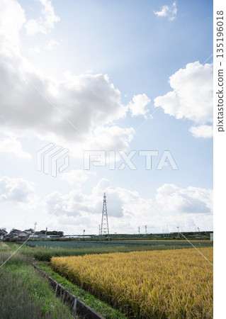 稻田中聳立著一座鋼塔,天空籠罩著夏季積雨雲。 稻田中聳立著一座鋼塔,天空籠罩著夏季積雨雲。 135196018