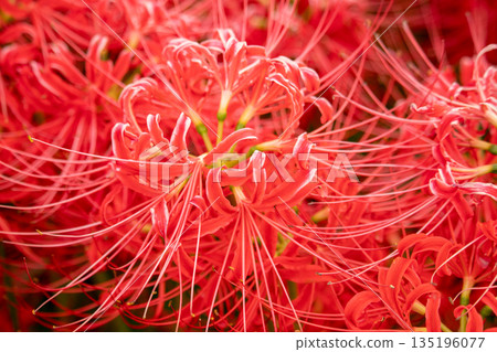 red spider lily 135196077
