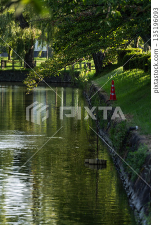 [鶴岡公園] 夏日綠意與陽光透過樹木灑下_電線桿 135196093