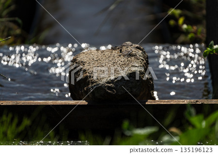 [Countryside scenery] Waterway beside rice fields_Light and blur 135196123