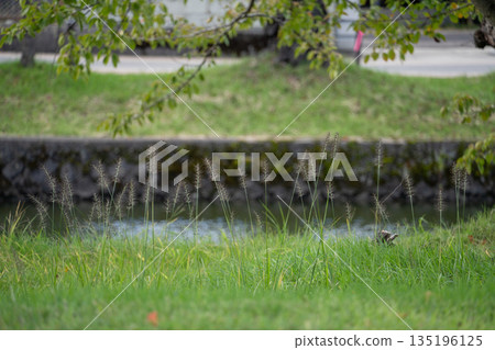 【鶴岡公園】池塘與植物 【鶴岡公園】池塘與植物 135196125