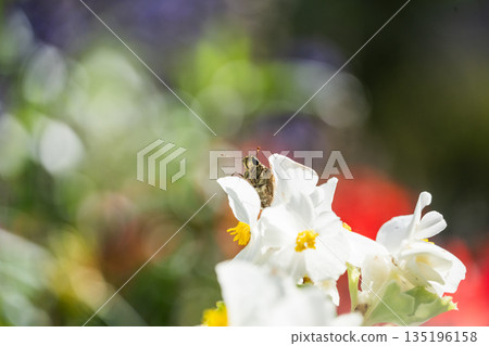 [Flowers and insects] A butterfly resting on a flower 135196158
