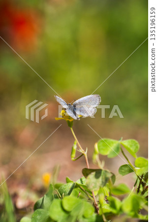 [Flowers and insects] A butterfly resting on a flower 135196159