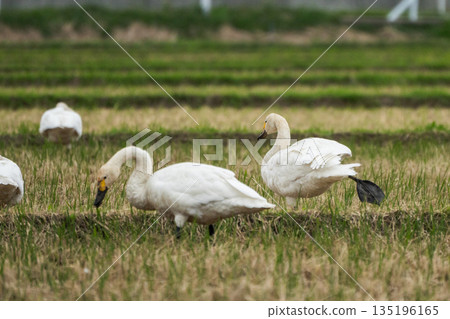[Swans] Winter in Shonai_Swans eating rice grains in the rice fields 135196165