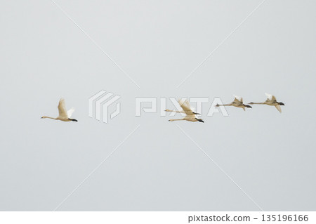 [Swan] Winter in Shonai 135196166