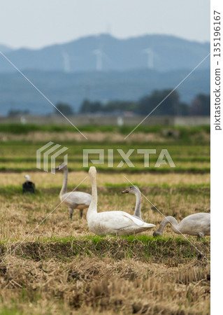 【天鵝】莊奈的冬天_天鵝在稻田裡吃稻穀 135196167