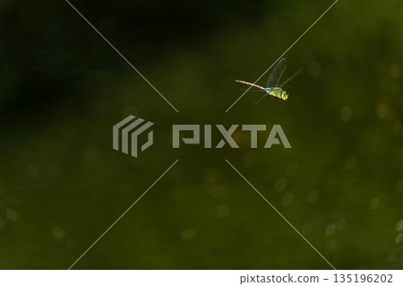 【蜻蜓飛翔】銀蜻蜓的飛行，鶴岡公園（山形縣鶴岡市） 135196202