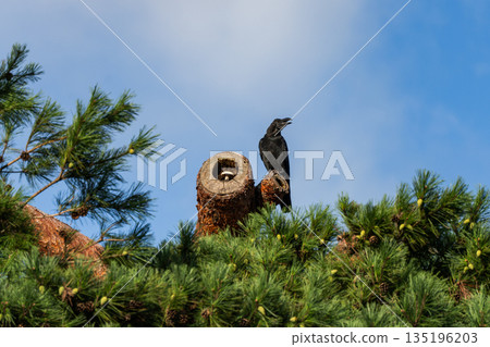 【烏鴉與蘑菇】樹幹橫切面上長著一朵大蘑菇,旁邊有一隻烏鴉。 【烏鴉與蘑菇】樹幹橫切面上長著一朵大蘑菇,旁邊有一隻烏鴉。 135196203